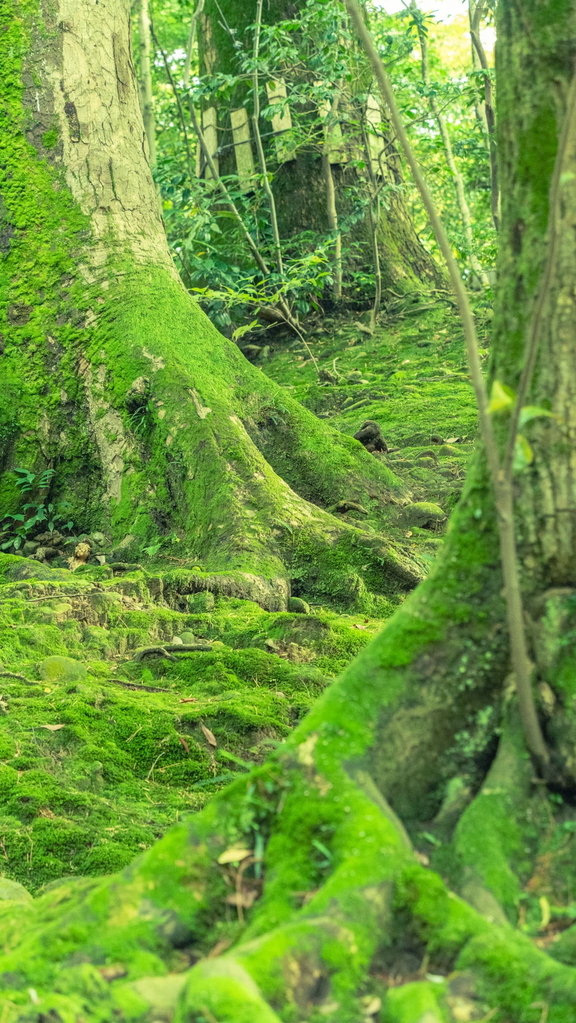 Kenrokuen Photo 18