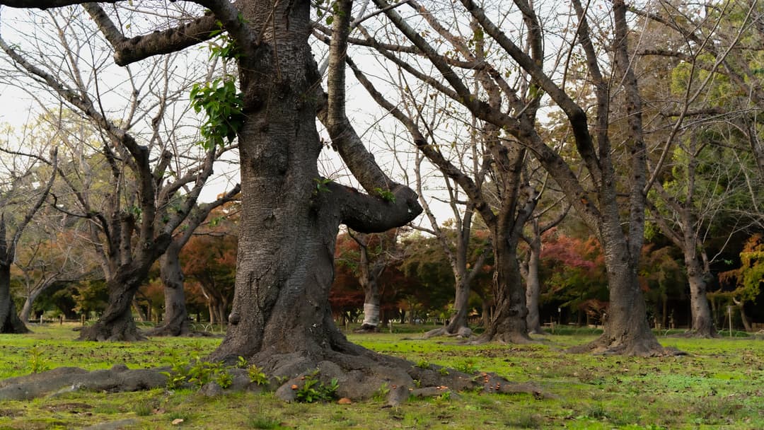 Okayama Photo 11