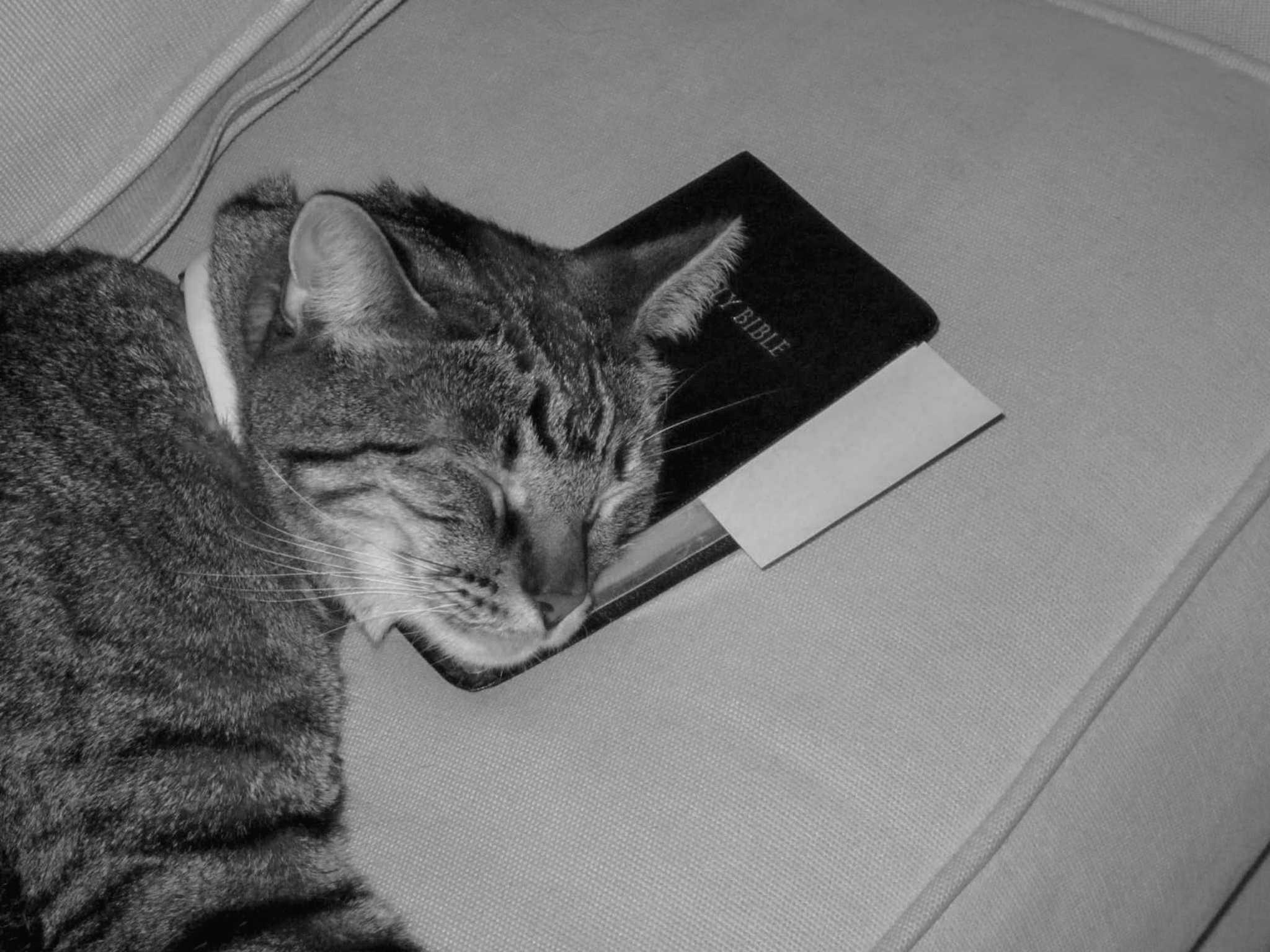 Black and white photo of Rocco